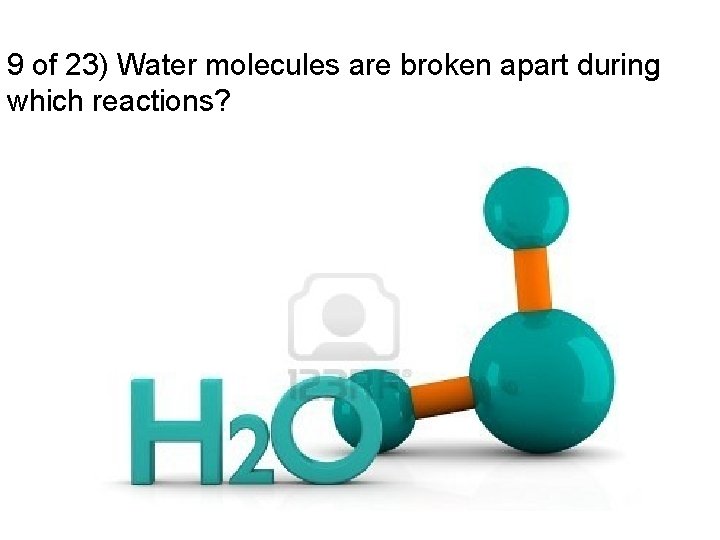 9 of 23) Water molecules are broken apart during which reactions? 