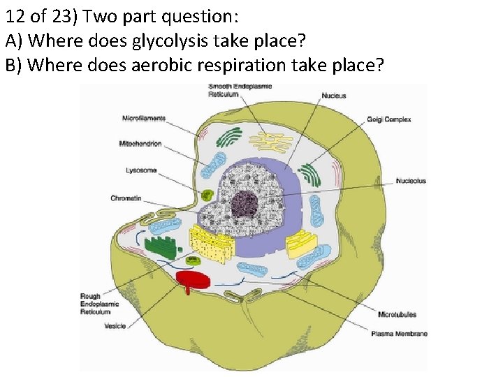 12 of 23) Two part question: A) Where does glycolysis take place? B) Where