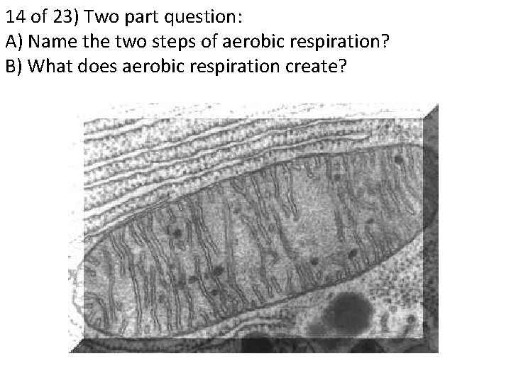 14 of 23) Two part question: A) Name the two steps of aerobic respiration?