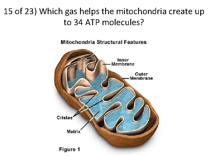 15 of 23) Which gas helps the mitochondria create up to 34 ATP molecules?