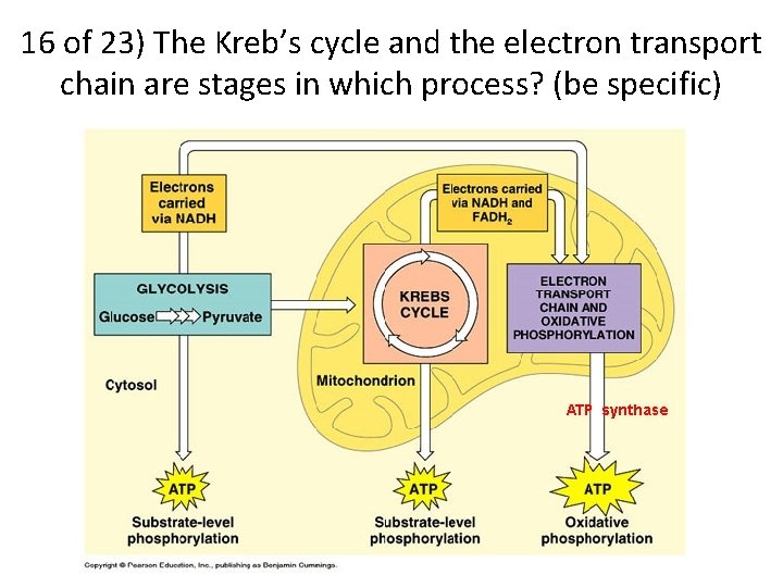 16 of 23) The Kreb’s cycle and the electron transport chain are stages in