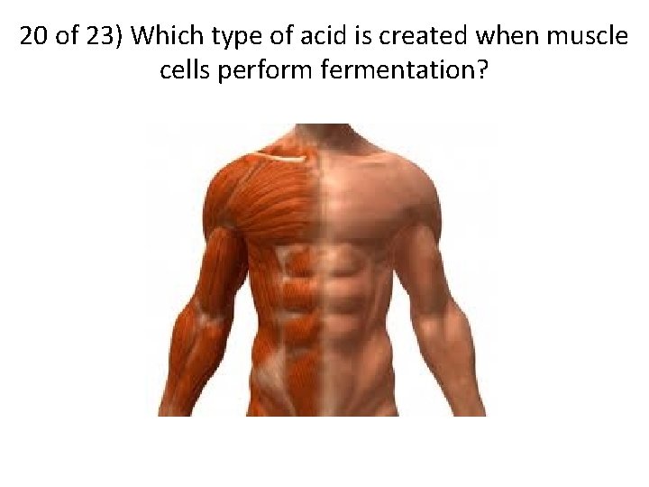 20 of 23) Which type of acid is created when muscle cells perform fermentation?