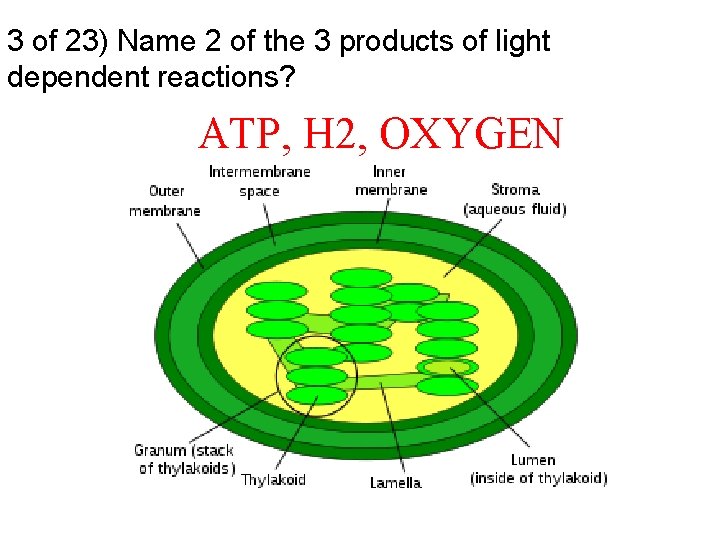 3 of 23) Name 2 of the 3 products of light dependent reactions? ATP,