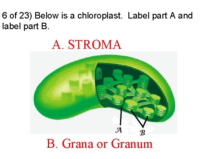 6 of 23) Below is a chloroplast. Label part A and label part B.