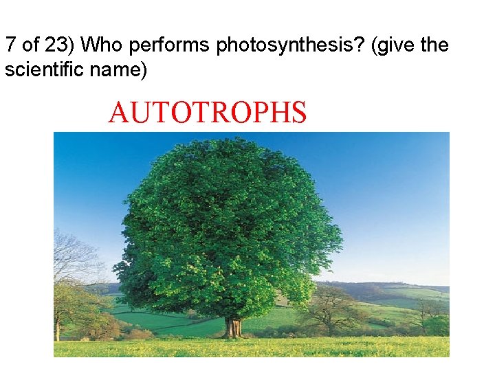 7 of 23) Who performs photosynthesis? (give the scientific name) AUTOTROPHS 