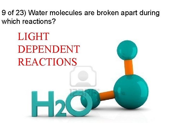 9 of 23) Water molecules are broken apart during which reactions? LIGHT DEPENDENT REACTIONS