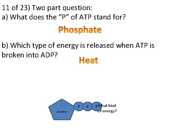 11 of 23) Two part question: a) What does the “P” of ATP stand