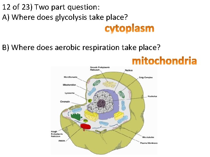 12 of 23) Two part question: A) Where does glycolysis take place? B) Where