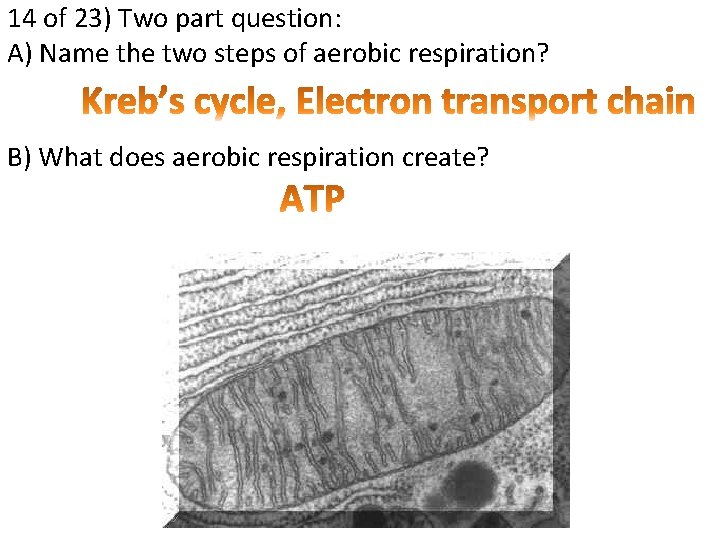14 of 23) Two part question: A) Name the two steps of aerobic respiration?