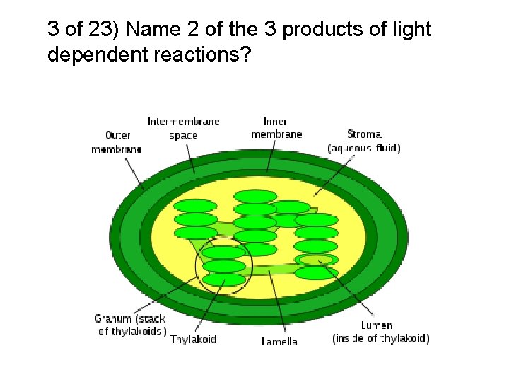 3 of 23) Name 2 of the 3 products of light dependent reactions? 