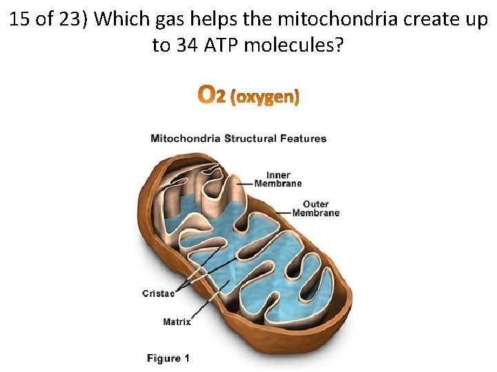 15 of 23) Which gas helps the mitochondria create up to 34 ATP molecules?