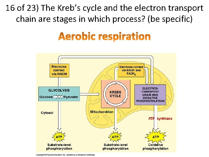 16 of 23) The Kreb’s cycle and the electron transport chain are stages in