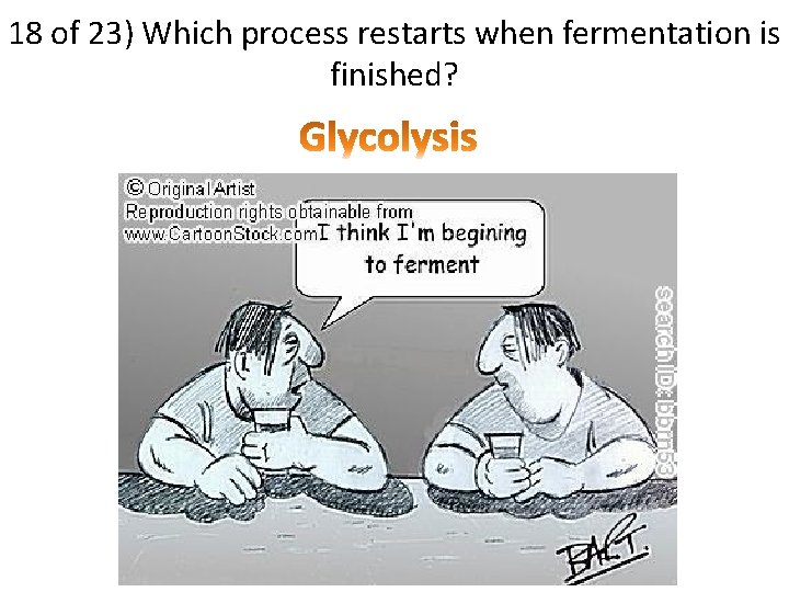 18 of 23) Which process restarts when fermentation is finished? 