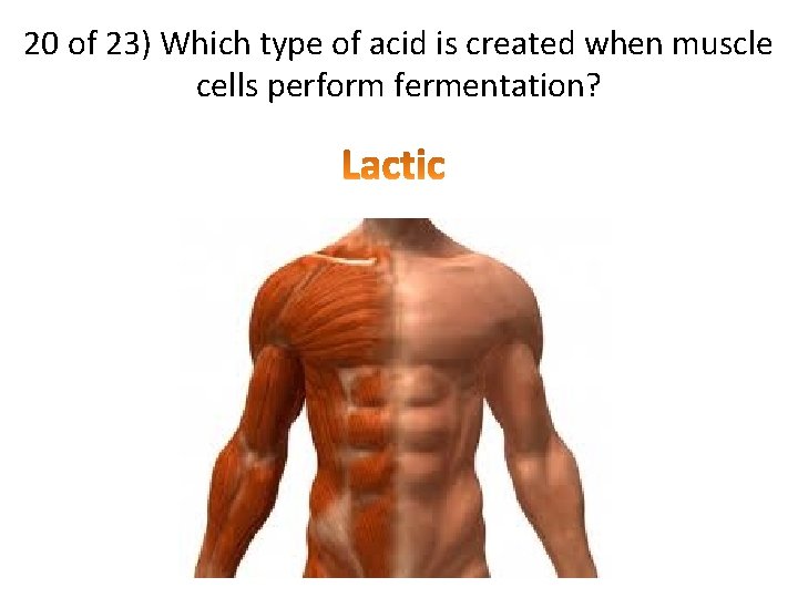 20 of 23) Which type of acid is created when muscle cells perform fermentation?