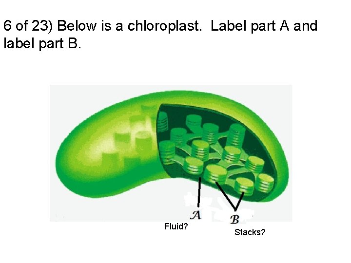 6 of 23) Below is a chloroplast. Label part A and label part B.