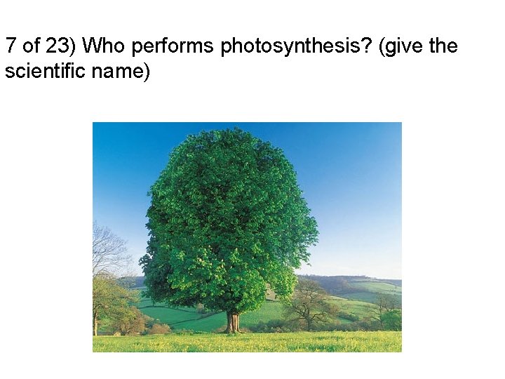 7 of 23) Who performs photosynthesis? (give the scientific name) 