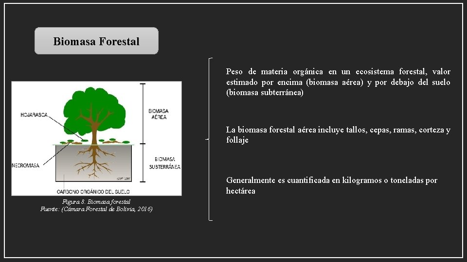 Biomasa Forestal Peso de materia orgánica en un ecosistema forestal, valor estimado por encima