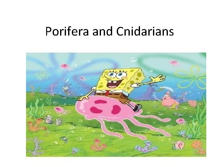 Porifera and Cnidarians 