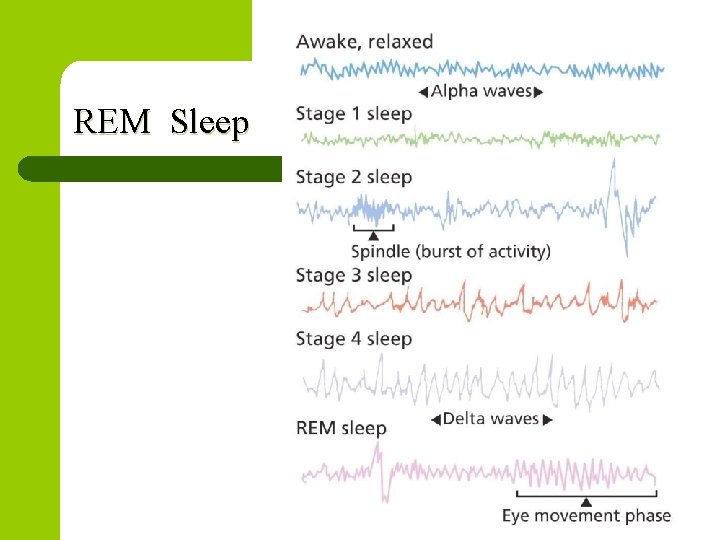 REM Sleep 