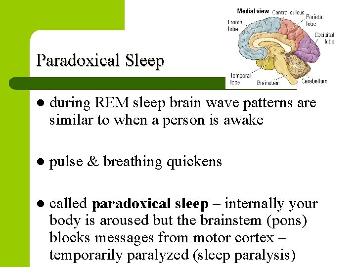 Paradoxical Sleep l during REM sleep brain wave patterns are similar to when a