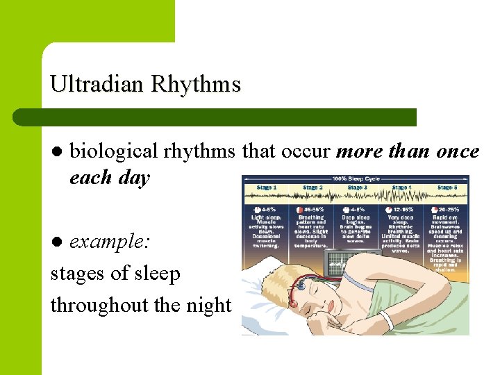 Ultradian Rhythms l biological rhythms that occur more than once each day example: stages