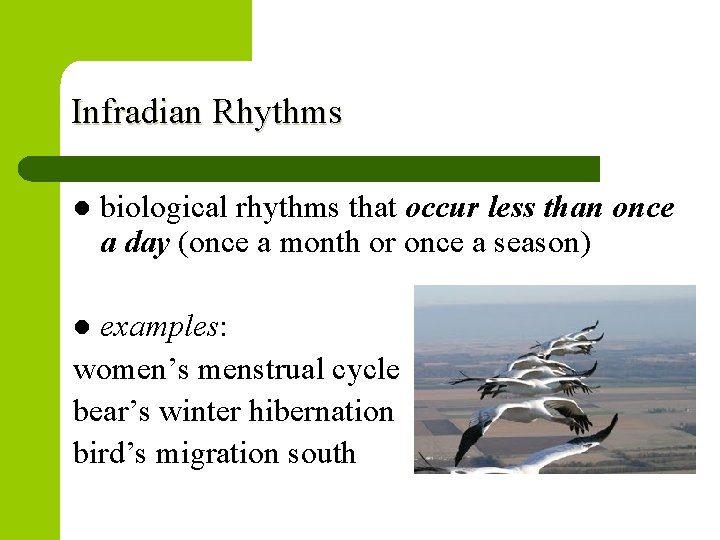 Infradian Rhythms l biological rhythms that occur less than once a day (once a