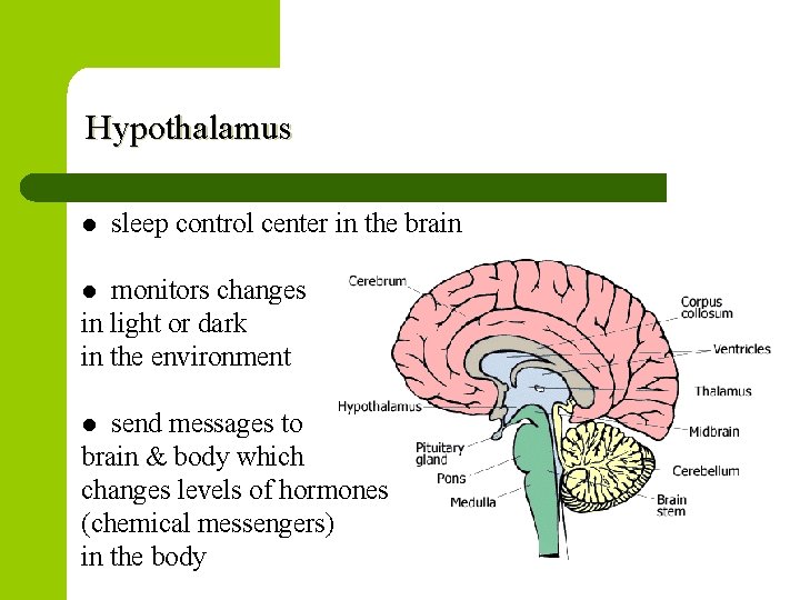 Hypothalamus l sleep control center in the brain monitors changes in light or dark