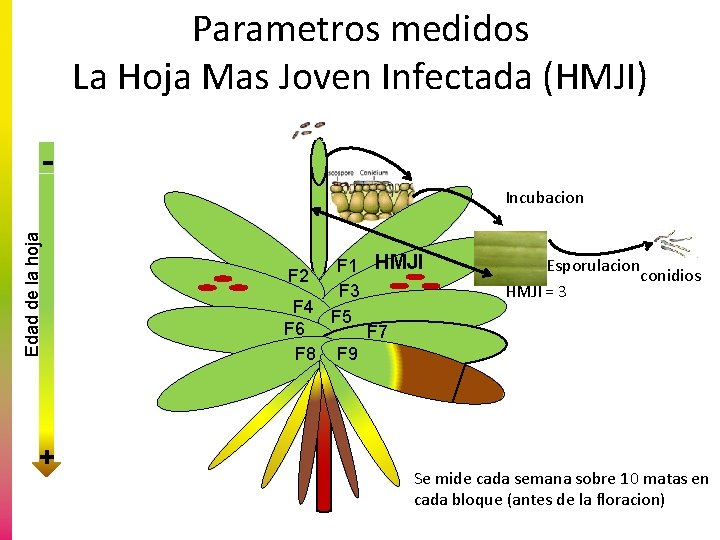 Parametros medidos La Hoja Mas Joven Infectada (HMJI) Edad de la hoja Incubacion +