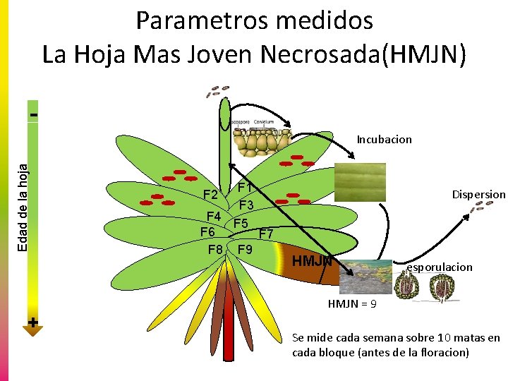 Parametros medidos La Hoja Mas Joven Necrosada(HMJN) Edad de la hoja Incubacion F 1