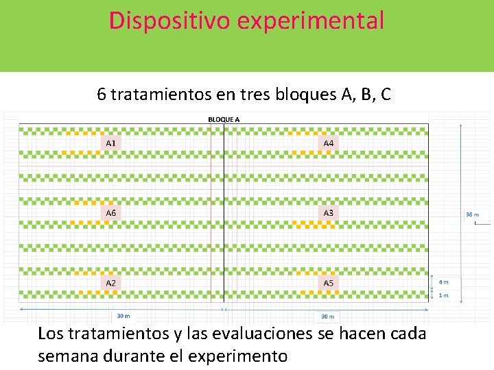 Dispositivo experimental 6 tratamientos en tres bloques A, B, C Los tratamientos y las