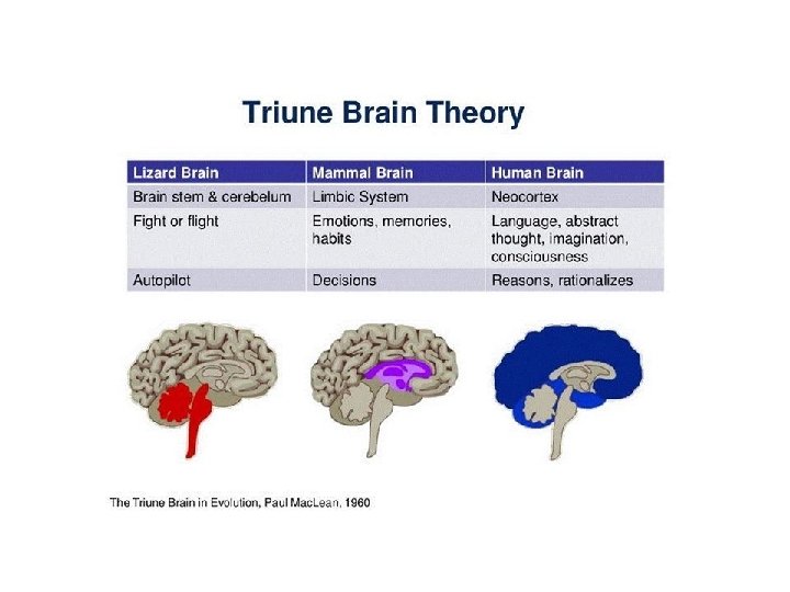 Brain Physiology? 
