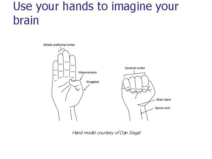 Use your hands to imagine your brain Hand model courtesy of Dan Siegel 