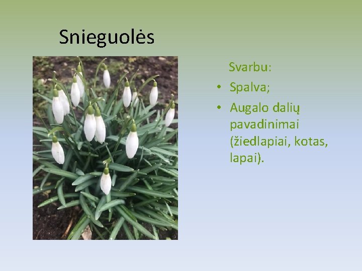 Snieguolės Svarbu: • Spalva; • Augalo dalių pavadinimai (žiedlapiai, kotas, lapai). 