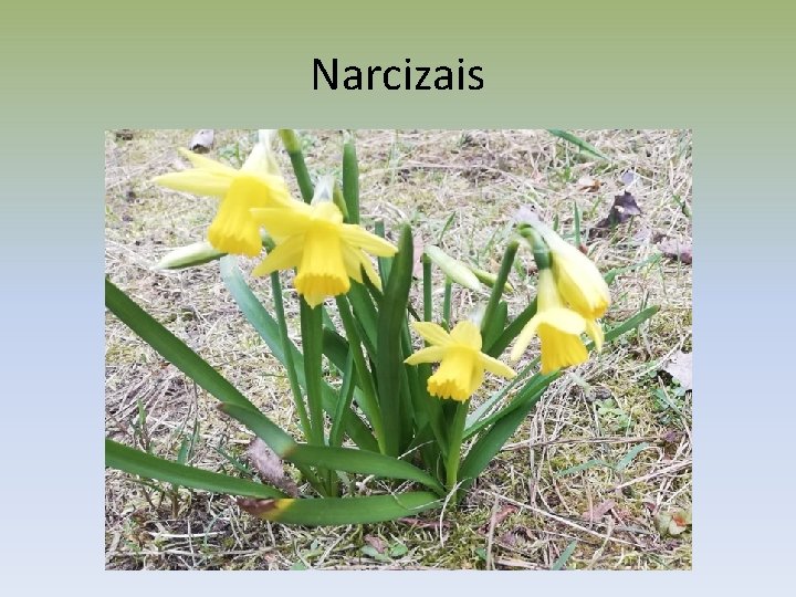 Narcizais 