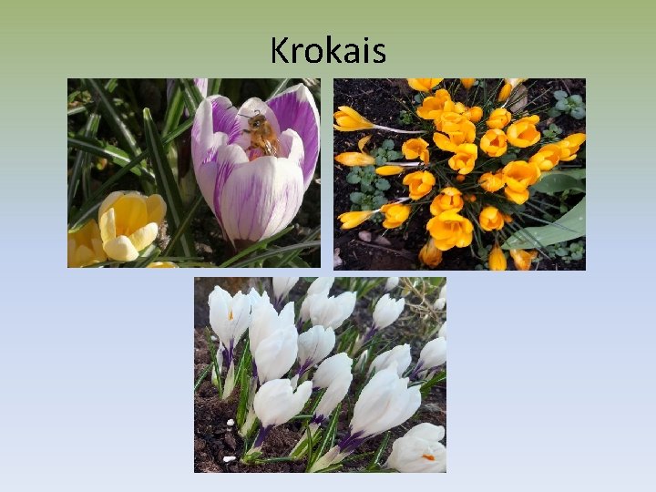 Krokais 