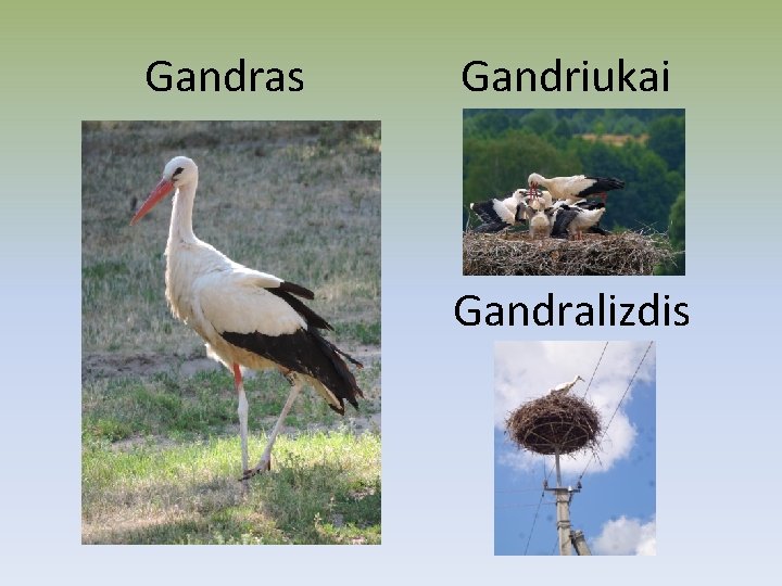 Gandras Gandriukai Gandralizdis Gandras Gandriukai Gandralizdis