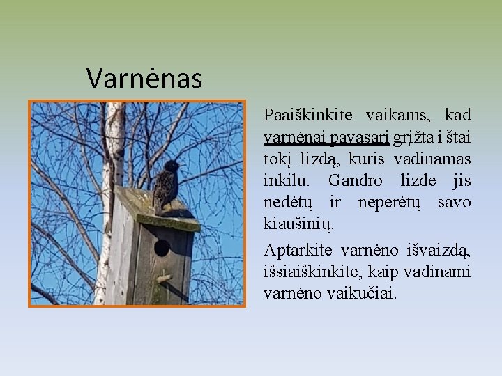 Varnėnas Paaiškinkite vaikams, kad varnėnai pavasarį grįžta į štai tokį lizdą, kuris vadinamas inkilu.