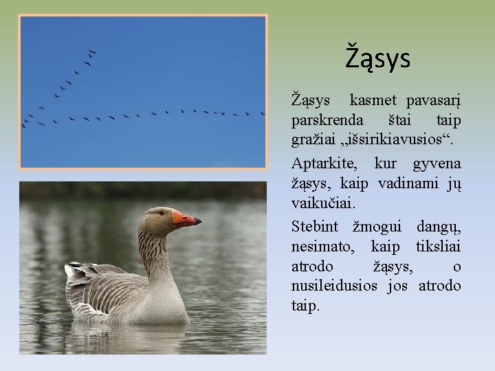 Žąsys kasmet pavasarį parskrenda štai taip gražiai „išsirikiavusios“. Aptarkite, kur gyvena žąsys, kaip vadinami