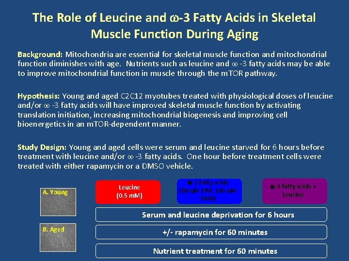 The Role of Leucine and w-3 Fatty Acids in Skeletal Muscle Function During Aging