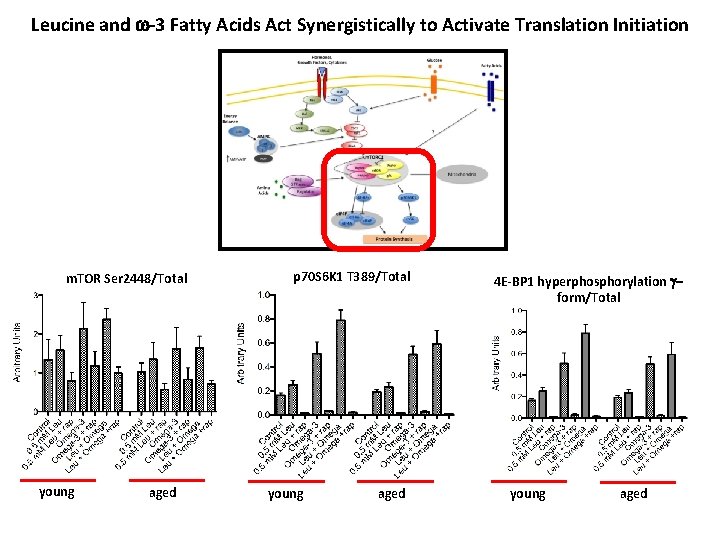 Leucine and w-3 Fatty Acids Act Synergistically to Activate Translation Initiation m. TOR Ser