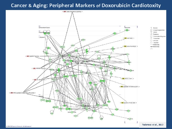 Cancer & Aging: Peripheral Markers of Doxorubicin Cardiotoxity Todorova et al. , 2012 