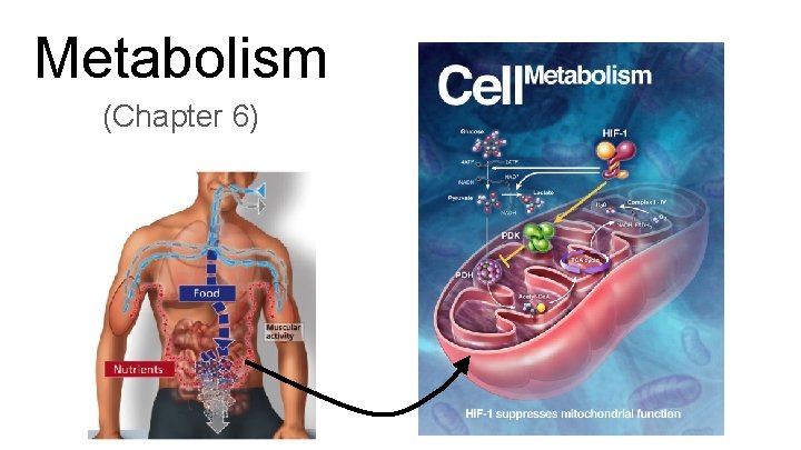 Metabolism (Chapter 6) 
