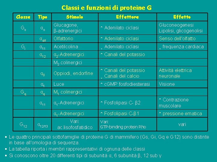 Classi e funzioni di proteine G Classe Tipo Gs αs Glucagone, β-adrenergici ↑ Adenilato