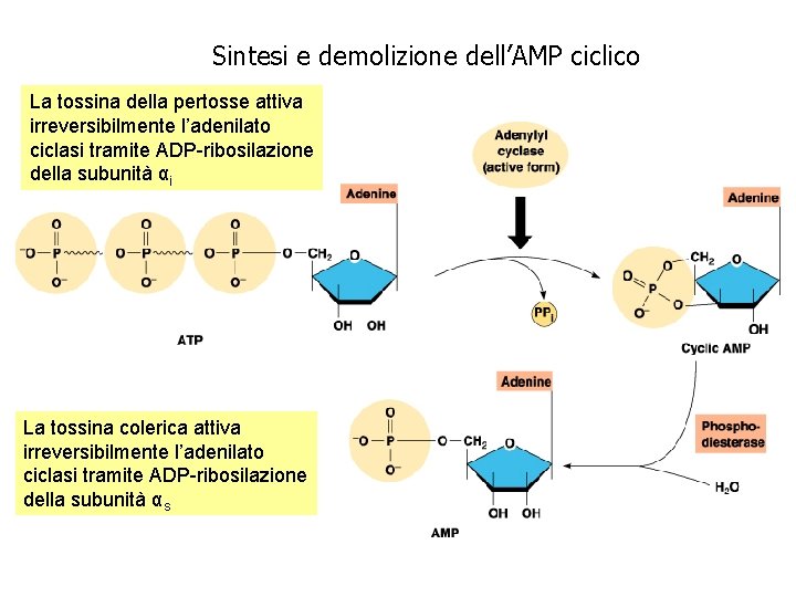 Sintesi e demolizione dell’AMP ciclico La tossina della pertosse attiva irreversibilmente l’adenilato ciclasi tramite