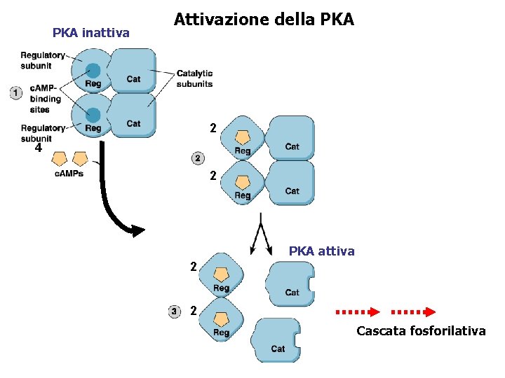 PKA inattiva Attivazione della PKA 2 4 2 PKA attiva 2 2 Cascata fosforilativa