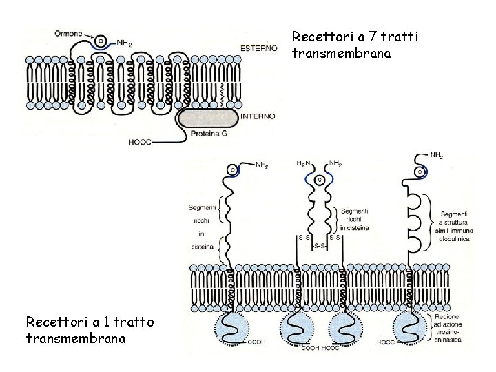 Recettori a 7 tratti transmembrana Recettori a 1 tratto transmembrana 