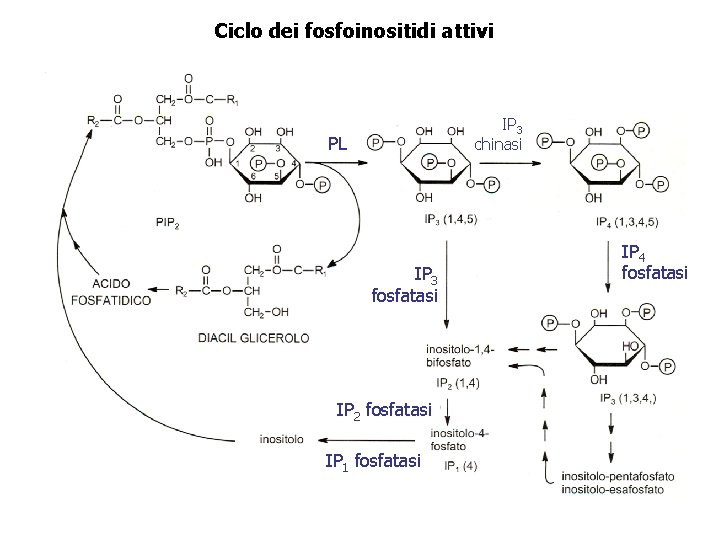 Ciclo dei fosfoinositidi attivi IP 3 chinasi PL IP 3 fosfatasi IP 2 fosfatasi