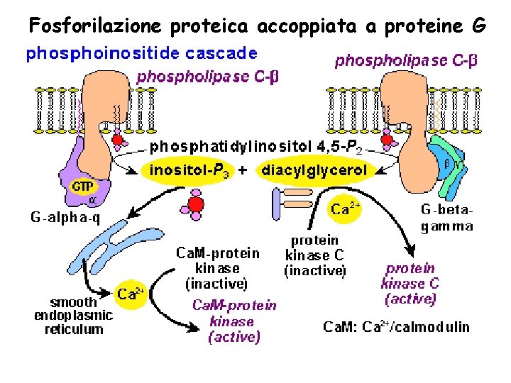Fosforilazione proteica accoppiata a proteine G 
