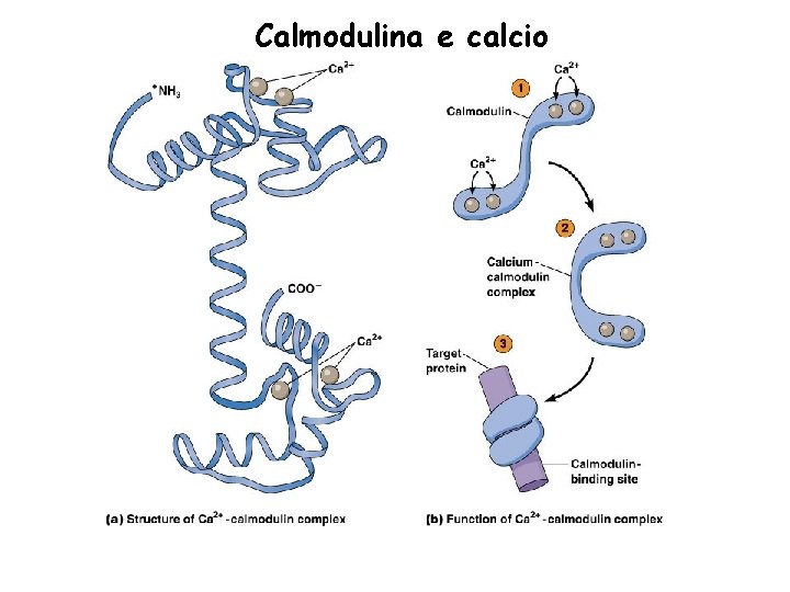 Calmodulina e calcio 