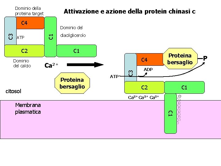 Dominio della proteina target Attivazione e azione della protein chinasi c C 2 Dominio